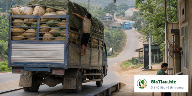 Hình minh họa cho bài Chi phí vận chuyển tác động thế nào tới giá tiêu thực nhận?
