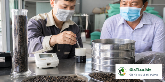 Chiết khấu chất lượng trong báo giá hồ tiêu được tính thế nào?