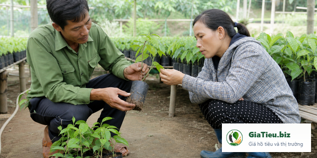 Hình minh họa cho bài Chọn giống hồ tiêu và kiểm tra cây giống trước khi xuống vườn