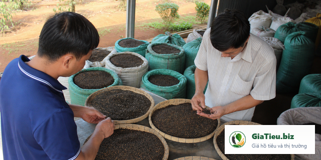 Hình minh họa cho bài Giá tiêu Bình Phước: những yếu tố tạo chênh lệch khi thu mua