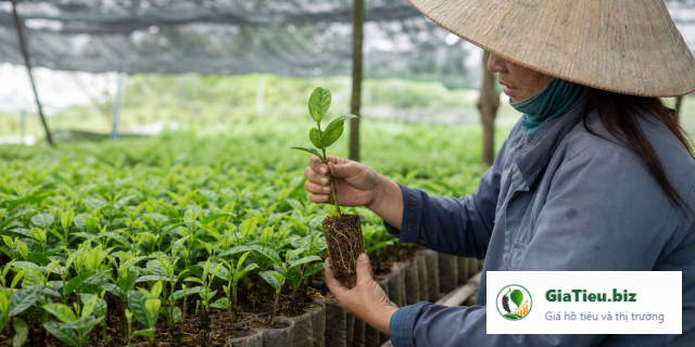 Giống tiêu Vĩnh Linh: cách chọn cây giống khỏe trước khi xuống trụ