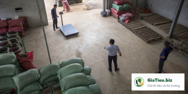 Lập kế hoạch thu mua hồ tiêu cho cơ sở nhỏ: vốn, kho và chất lượng