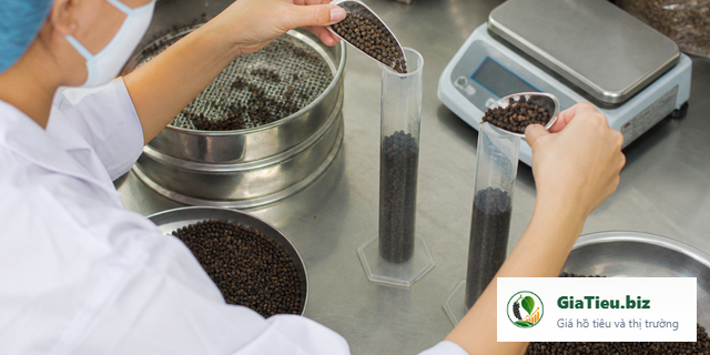 Hình minh họa cho bài Tiêu đen 500 g/l và 550 g/l: khác nhau ở đâu khi báo giá?
