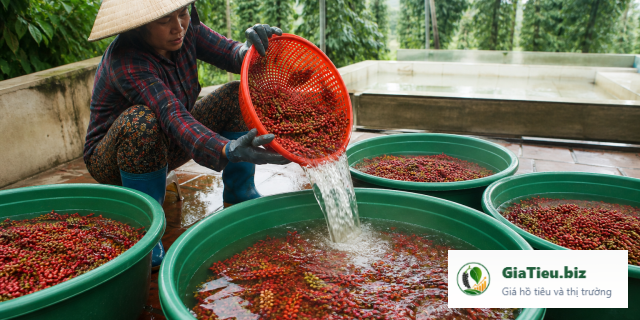 Tiêu trắng chế biến từ tiêu chín: các bước tạo khác biệt về chất lượng