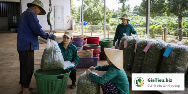 Truy xuất nguồn gốc hồ tiêu cho hợp tác xã: xây hồ sơ từ vườn đến kho